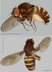 Drosophilidae sp. "cf. Scaptodrosophila ZRCBDP0019722" • © Maimon Hussin • All Rights Reserved