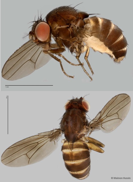 Drosophilidae sp. "cf. Scaptodrosophila ZRCBDP0019722"
