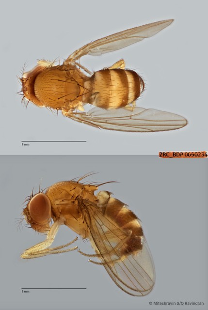 Drosophilidae sp. "cf. Scaptodrosophila ZRCBDP0090234" • © Miteshravin S/O Ravindran • All Rights Reserved