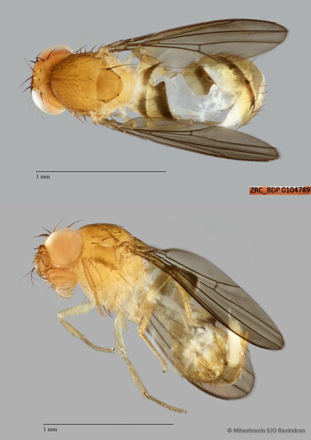 Drosophilidae sp. "cf. Scaptodrosophila ZRCBDP0104789" • © Miteshravin S/O Ravindran • All Rights Reserved