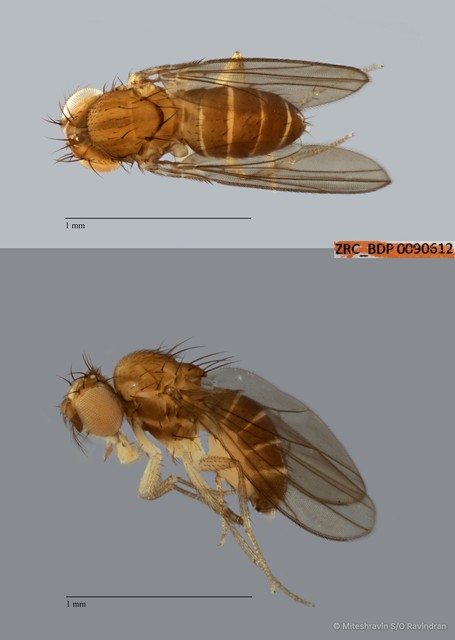 Drosophilidae sp. "cf. Scaptomyza ZRCBDP0090612" • © Miteshravin S/O Ravindran • All Rights Reserved