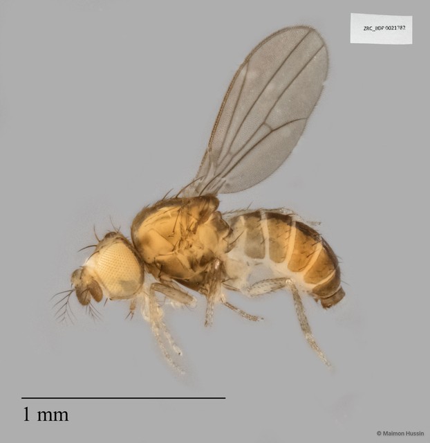 Drosophilidae sp. "ISC0004245" • © Maimon Hussin • All Rights Reserved