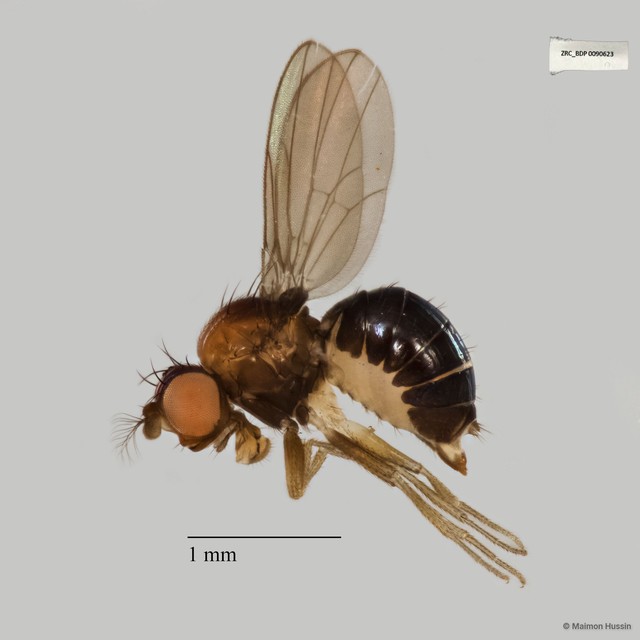Drosophilinae sp. "ZRCBDP0017854" • © Maimon Hussin • All Rights Reserved