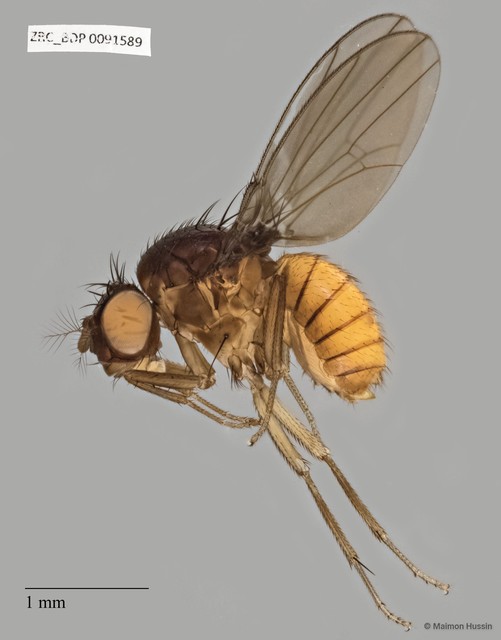 Drosophilidae sp. "ZRCBDP0019949" • © Maimon Hussin • All Rights Reserved
