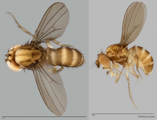 Drosophilinae sp. "ZRCBDP0025443" • © Maimon Hussin • All Rights Reserved