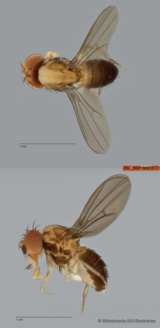 Drosophilinae sp. "ZRCBDP0081077" • © Miteshravin S/O Ravindran • All Rights Reserved