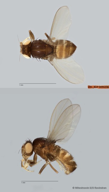 Drosophilidae sp. "ZRCBDP0090057" • © Miteshravin S/O Ravindran • All Rights Reserved