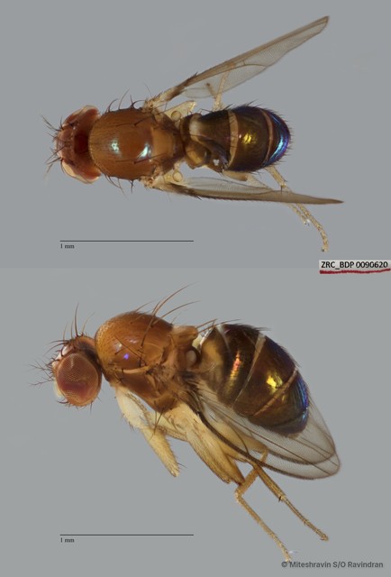 Drosophilinae sp. "ZRCBDP0090343" • © Miteshravin S/O Ravindran • All Rights Reserved
