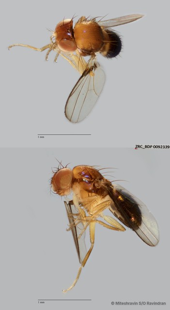 Drosophilinae sp. "ZRCBDP0090732" • © Miteshravin S/O Ravindran • All Rights Reserved