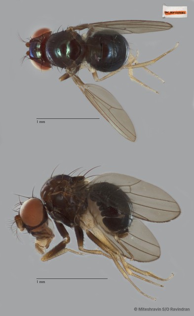 Drosophilinae sp. "ZRCBDP0091386" • © Miteshravin S/O Ravindran • All Rights Reserved