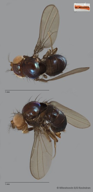 Drosophilinae sp. "ZRCBDP0105076" • © Miteshravin S/O Ravindran • All Rights Reserved
