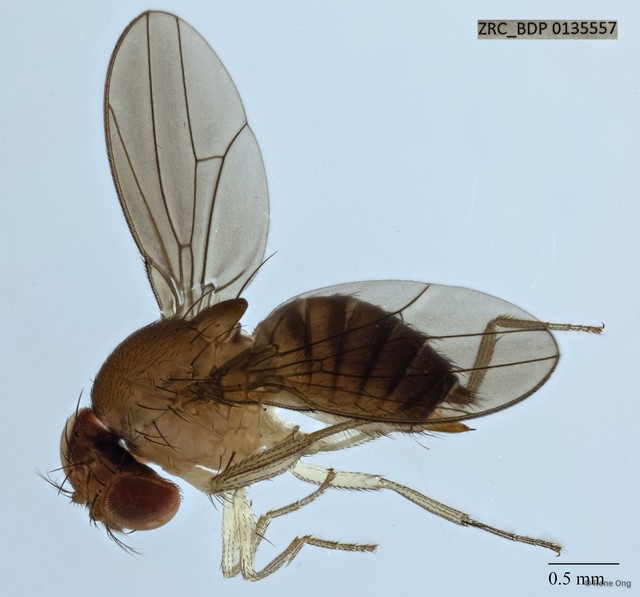 Drosophilidae sp. "ZRCBDP0135557" • © Rene Ong • All Rights Reserved