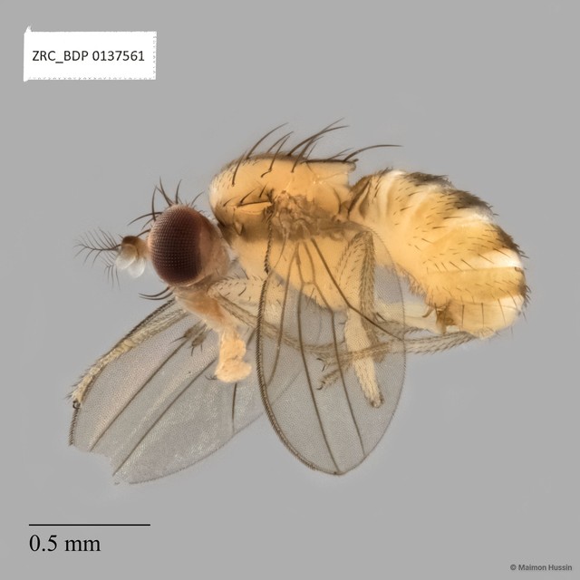 Drosophilidae sp. "ZRCBDP0135830" • © Maimon Hussin • All Rights Reserved
