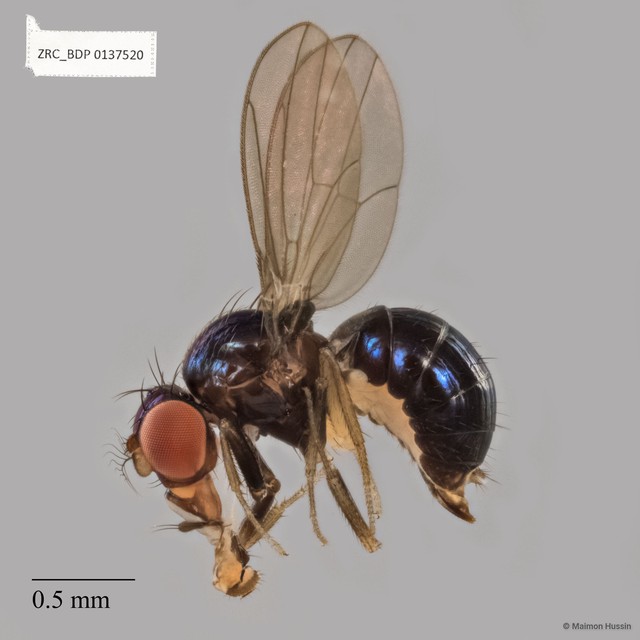 Drosophilinae sp. "ZRCBDP0137520" • © Maimon Hussin • All Rights Reserved