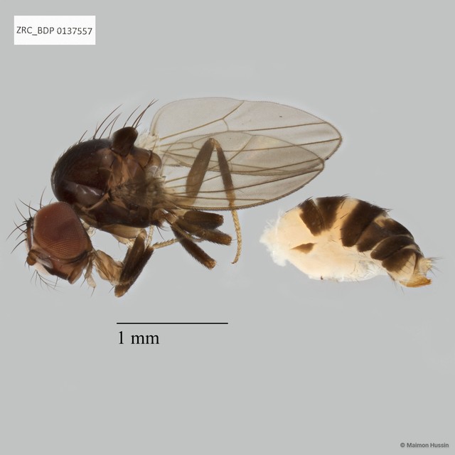 Drosophilinae sp. "ZRCBDP0137557" • © Maimon Hussin • All Rights Reserved
