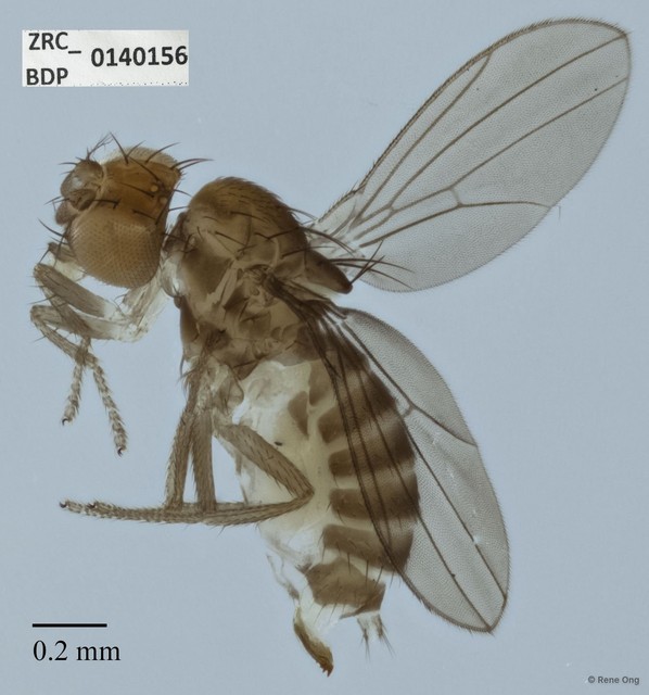 Drosophilidae sp. "ZRCBDP0140156" • © Rene Ong • All Rights Reserved