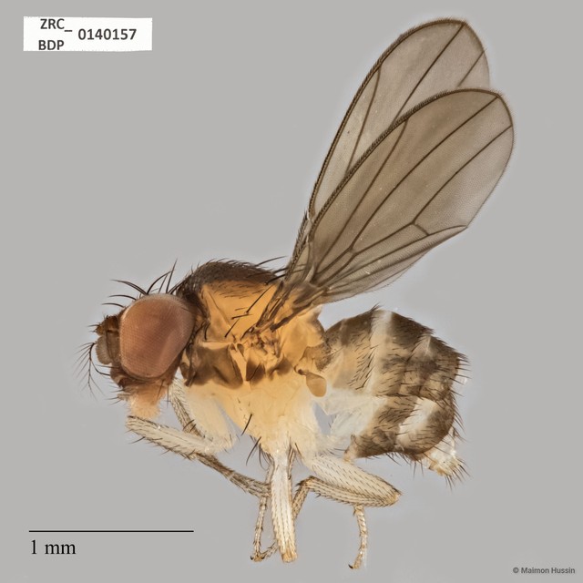 Drosophilinae sp. "ZRCBDP0140157" • © Maimon Hussin • All Rights Reserved