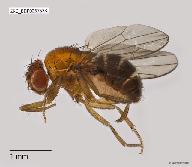 Drosophilidae sp. "ZRCBDP0267533" • © Maimon Hussin • All Rights Reserved