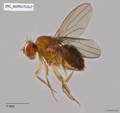 Drosophilidae sp. "ZRCBDP0267533" • © Maimon Hussin • All Rights Reserved