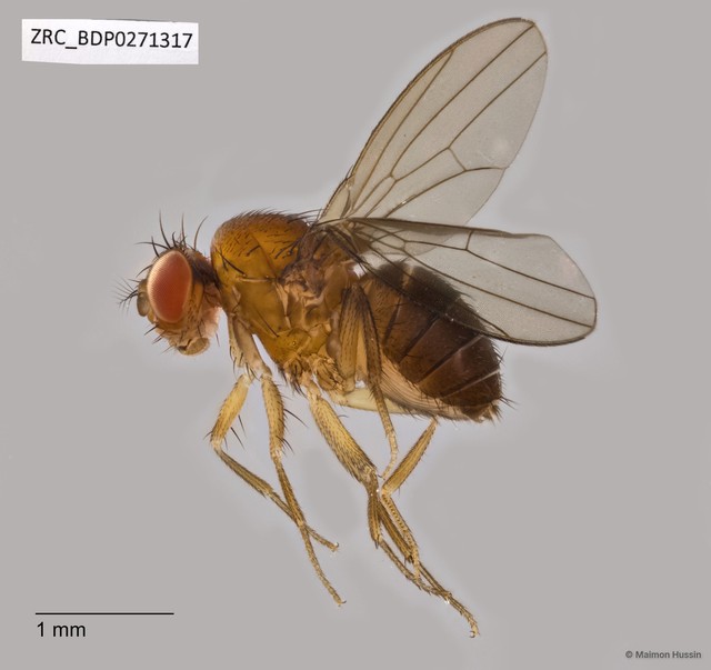 Drosophilidae sp. "ZRCBDP0267533"