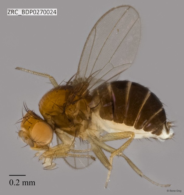 Drosophilidae sp. "ZRCBDP0270024" • © Rene Ong • All Rights Reserved
