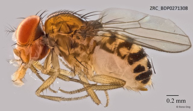 Drosophilidae sp. "ZRCBDP0271308" • © Rene Ong • All Rights Reserved