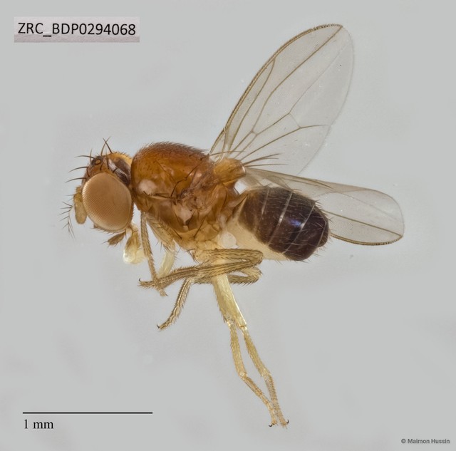 Drosophilidae sp. "ZRCBDP0291712" • © Maimon Hussin • All Rights Reserved