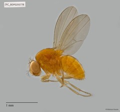 Drosophilidae sp. "ZRCBDP0292231"
