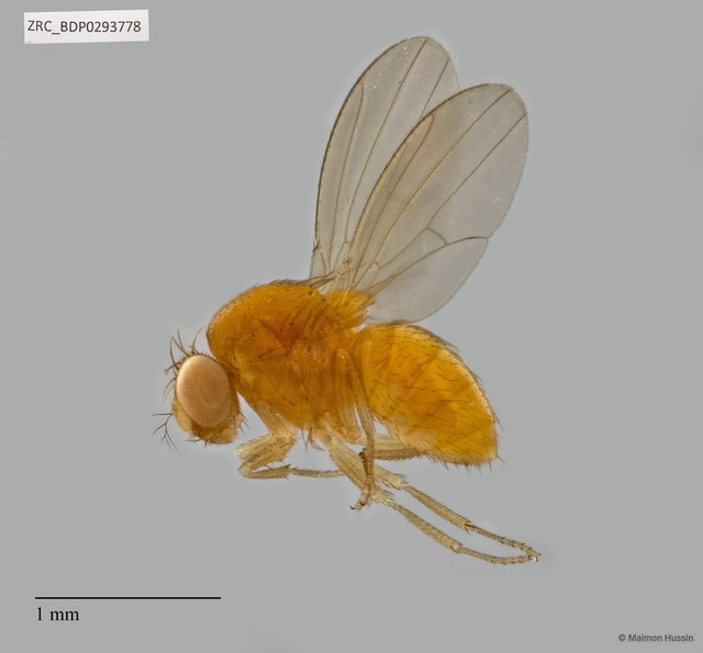 Drosophilidae sp. "ZRCBDP0292231" • © Maimon Hussin • All Rights Reserved