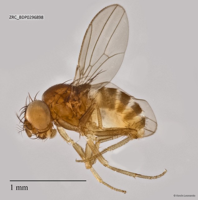 Drosophilidae sp. "ZRCBDP0293017" • © Kevin Leonardo • All Rights Reserved
