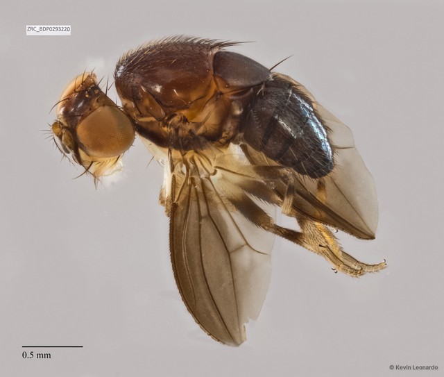 Drosophilidae sp. "ZRCBDP0293220" • © Kevin Leonardo • All Rights Reserved