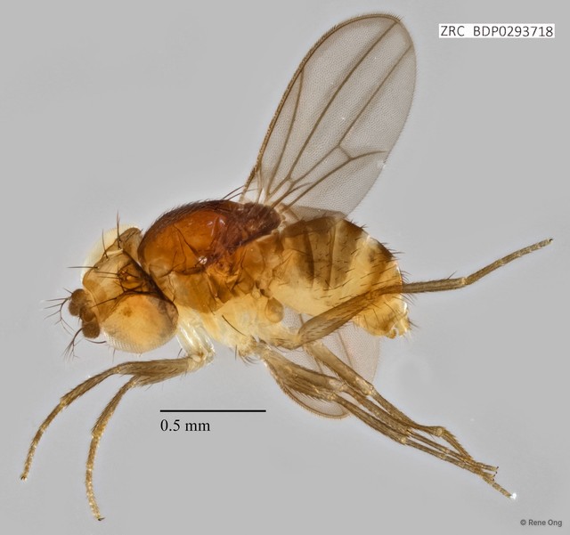 Drosophilidae sp. "ZRCBDP0293718" • © Rene Ong • All Rights Reserved