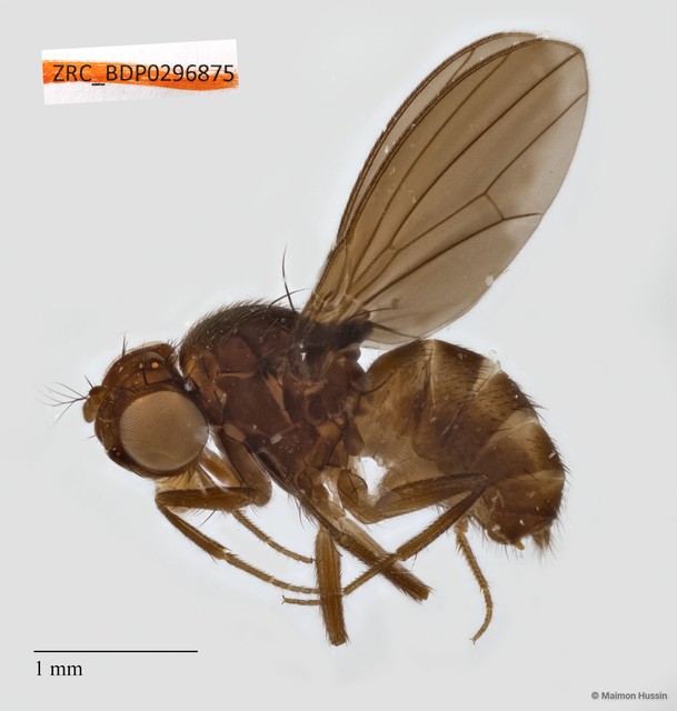Drosophilidae sp. "ZRCBDP0294017" • © Maimon Hussin • All Rights Reserved