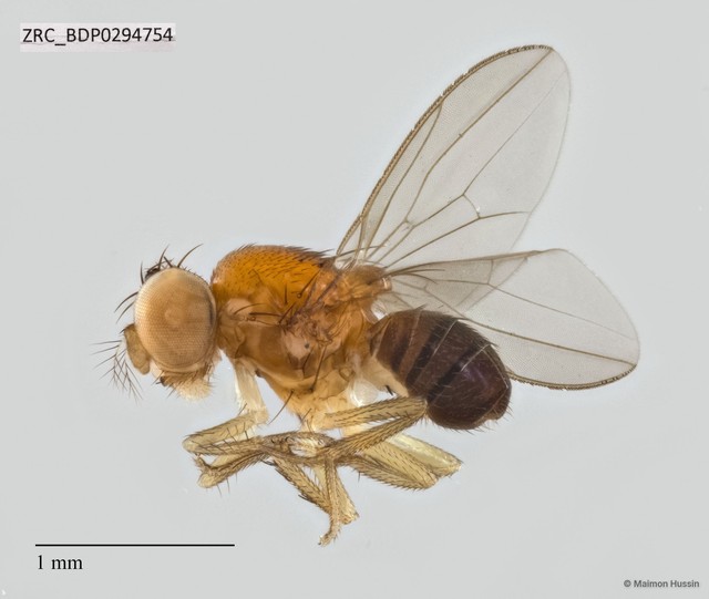 Drosophilidae sp. "ZRCBDP0294070" • © Maimon Hussin • All Rights Reserved