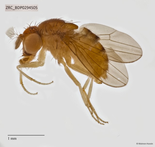 Drosophilidae sp. "ZRCBDP0294191" • © Maimon Hussin • All Rights Reserved
