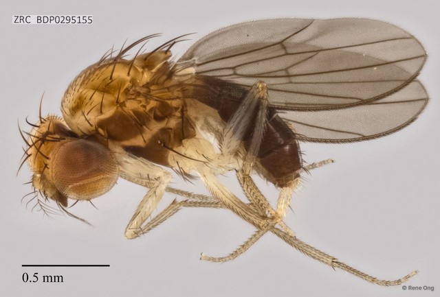 Drosophilidae sp. "ZRCBDP0295155" • © Rene Ong • All Rights Reserved