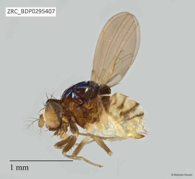 Drosophilidae sp. "ZRCBDP0295407" • © Maimon Hussin • All Rights Reserved