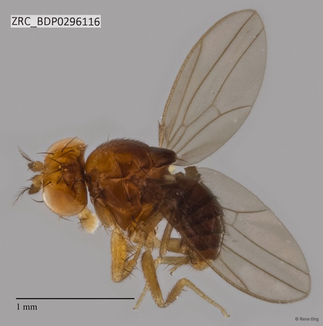 Drosophilidae sp. "ZRCBDP0296116" • © Rene Ong • All Rights Reserved