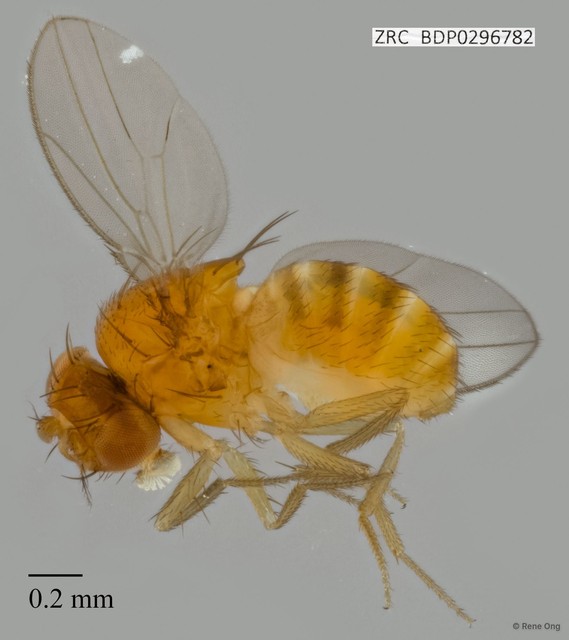 Drosophilidae sp. "ZRCBDP0296782" • © Rene Ong • All Rights Reserved