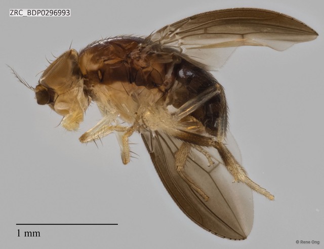 Drosophilidae sp. "ZRCBDP0296993" • © Rene Ong • All Rights Reserved