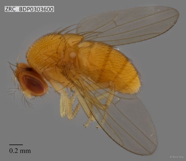 Drosophilidae sp. "ZRCBDP0303600" • © Rene Ong • All Rights Reserved