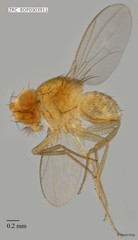 Drosophilidae sp. "ZRCBDP0303911"