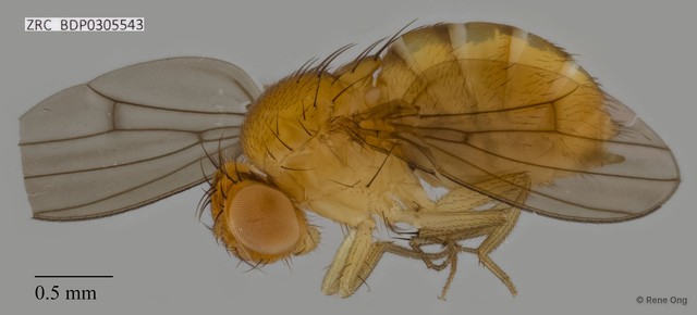 Drosophilidae sp. "ZRCBDP0305543" • © Rene Ong • All Rights Reserved