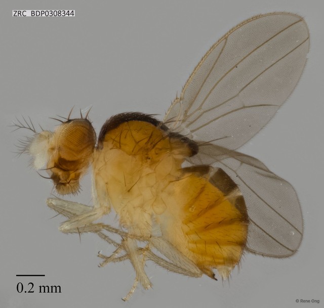 Drosophilidae sp. "ZRCBDP0308344" • © Rene Ong • All Rights Reserved