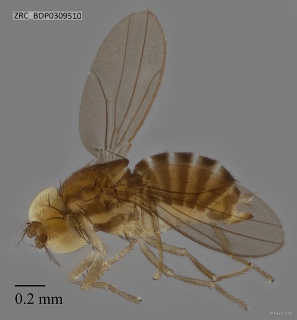 Drosophilidae sp. "ZRCBDP0309510" • © Rene Ong • All Rights Reserved