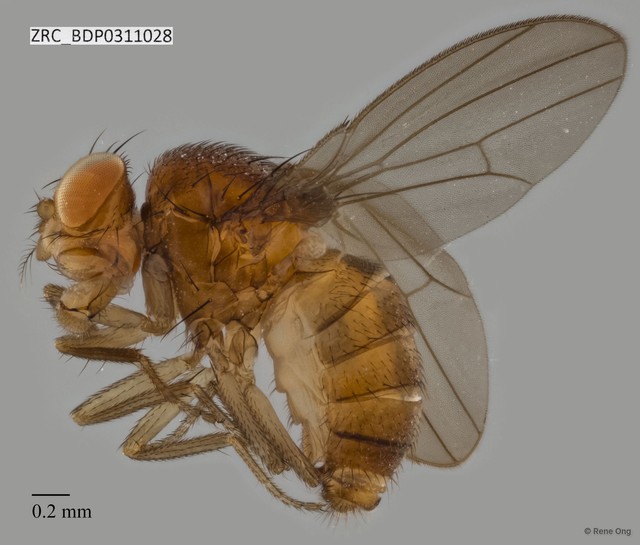 Drosophilidae sp. "ZRCBDP0311028" • © Rene Ong • All Rights Reserved