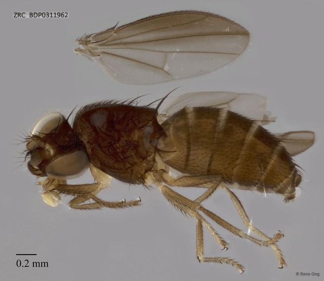 Drosophilidae sp. "ZRCBDP0311962" • © Rene Ong • All Rights Reserved