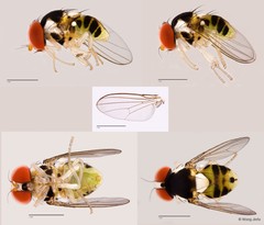 Acletoxenus sp. "cf. indicus"