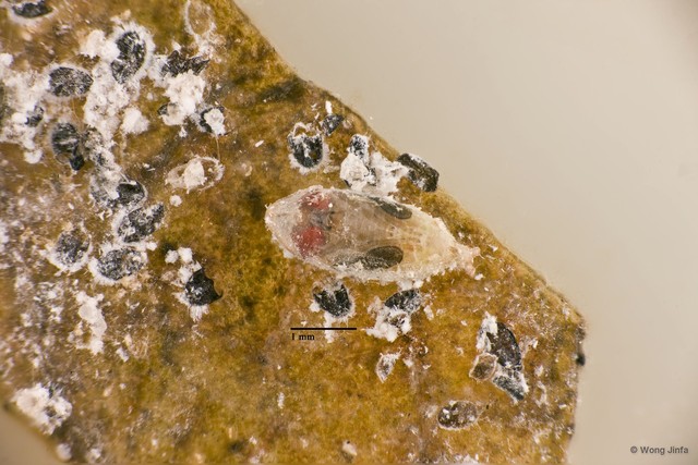 Acletoxenus sp. "cf. indicus"