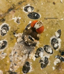 Acletoxenus sp. "cf. indicus" • © Wong Jinfa • All Rights Reserved